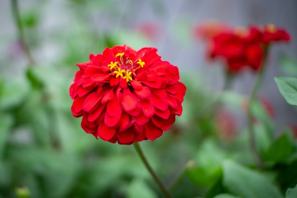 flower, nature, red-4867712.jpg